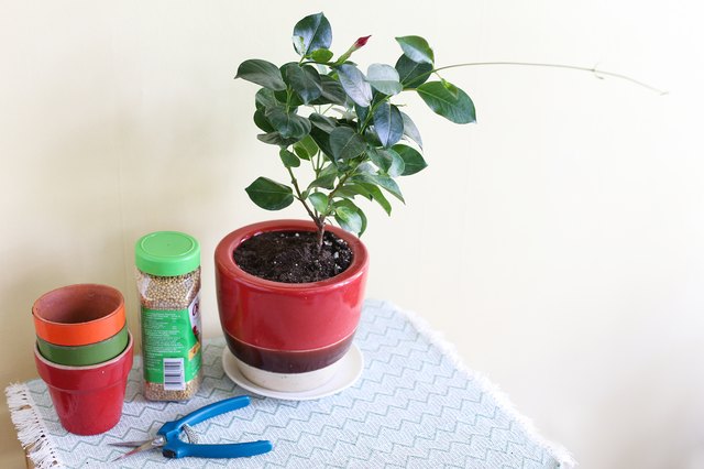 How to Winter a Mandevilla Plant | Hunker