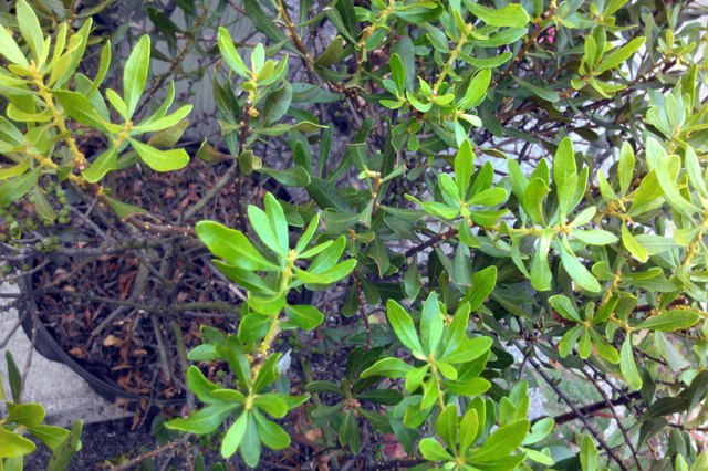 What Is a Bayberry Shrub? | Hunker