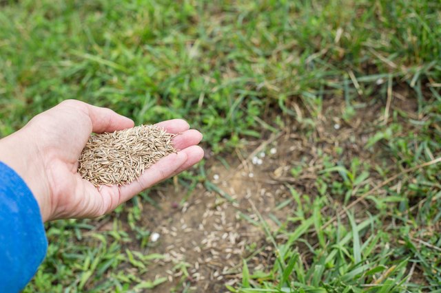 Tips on Reseeding a Lawn | Hunker