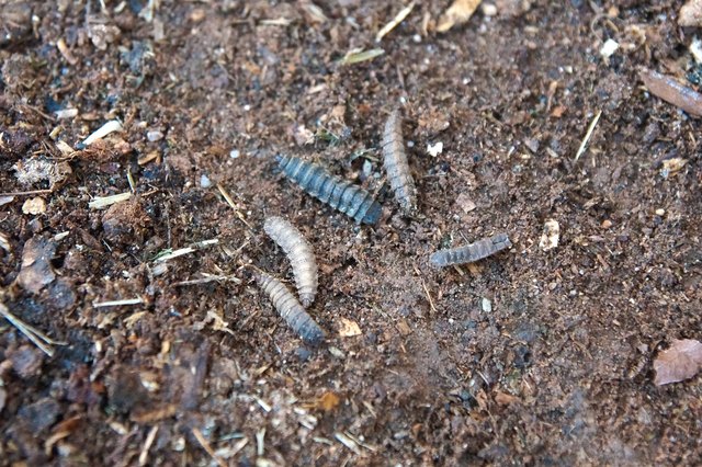 How To Eliminate Maggots in Compost Bins Hunker