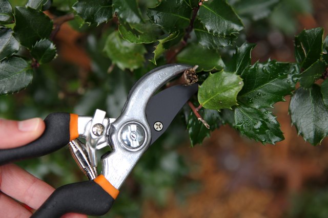 How to Trim Overgrown Holly Trees | Hunker