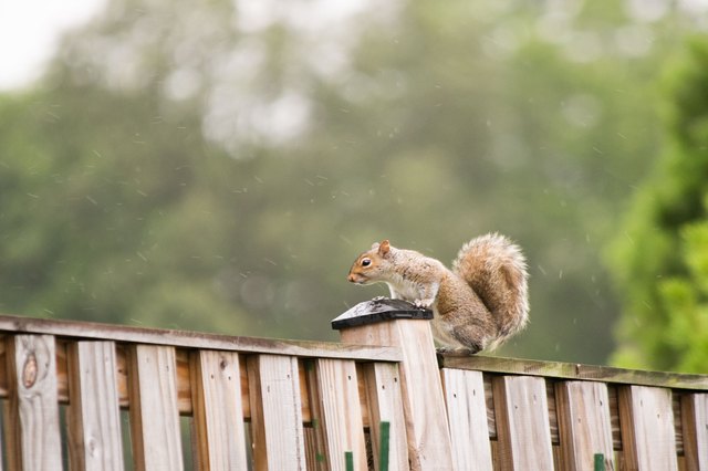 How to Make Homemade Squirrel Repellent | Hunker