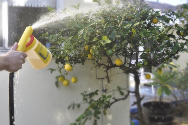 How To Kill Black Mold On Citrus Trees Hunker