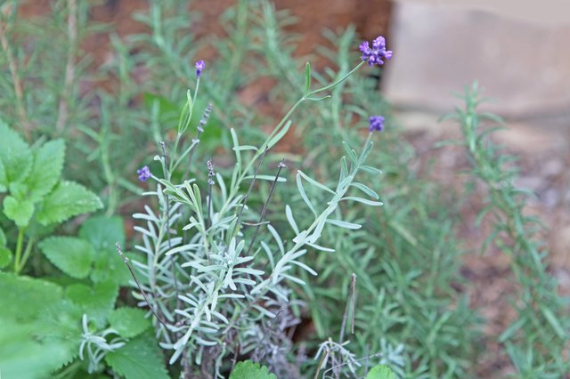 How and When to Prune Lavender Plants | Hunker