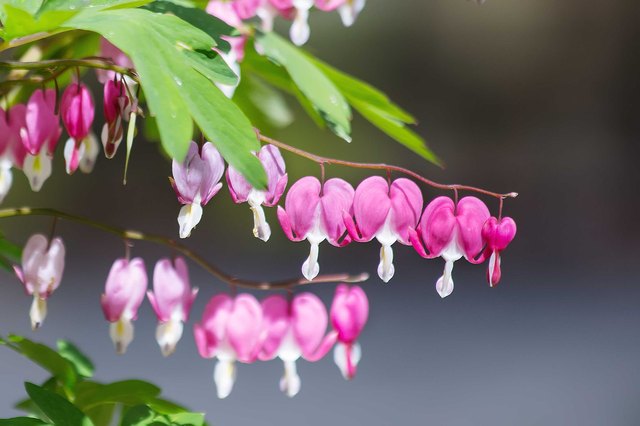 How To Grow Bleeding Heart Dicentra Hunker