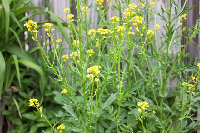 Wild Mustard Plant