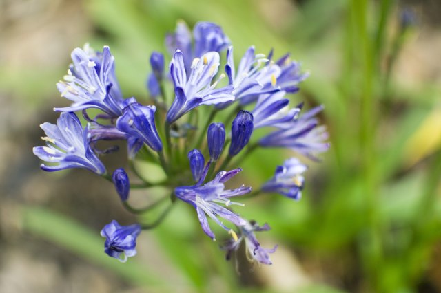 How to Care for Agapanthus Plants | Hunker