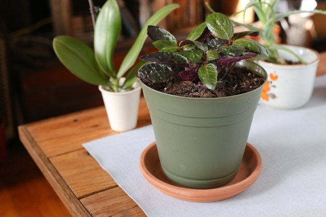 How to Care for a Purple Waffle Plant Hunker