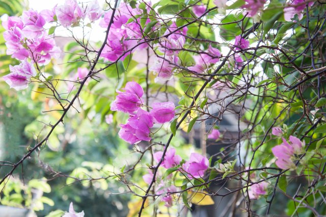 How to Encourage Bougainvillea to Bloom | Hunker