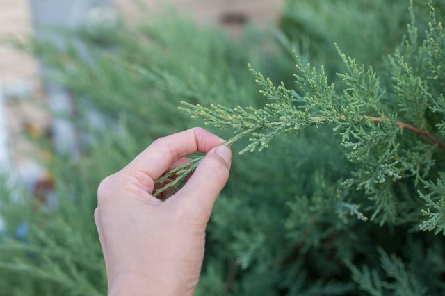 How To Trim Juniper Shrubs Hunker