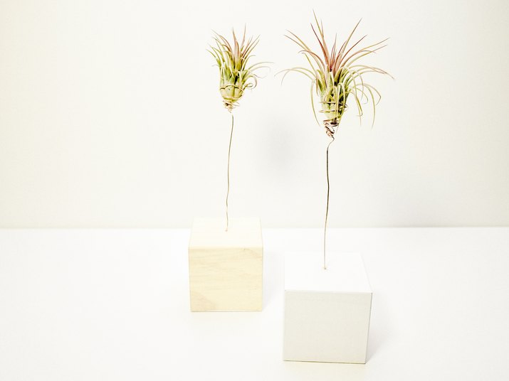 air plants cupped in wire plant holders sticking out of wooden blocks